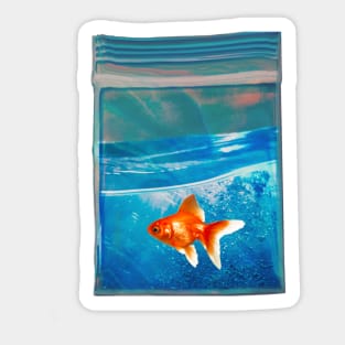 Fish Baggie Sticker